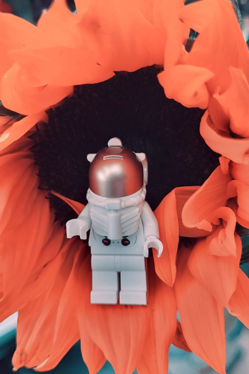 Photograph of a Lego minifig with a white spacesuit and golden helmet. They are sitting inside of a red flower.